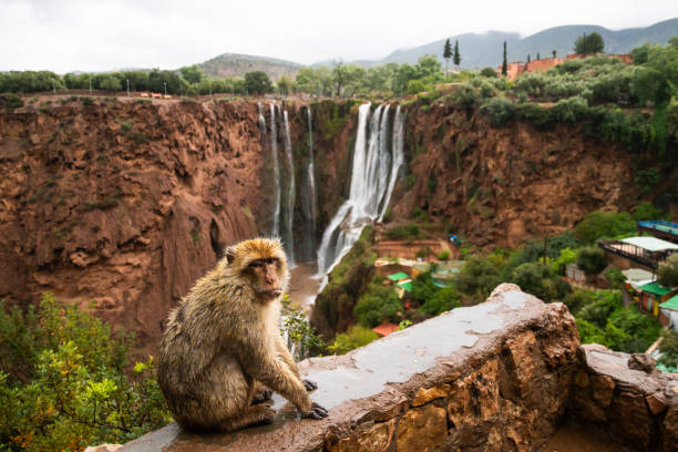 Excursión de un día a las cataratas de Ouzoud desde Marrakech, La mejor excursión privada de un día desde Marrakech a las cascadas de Ouzoud.