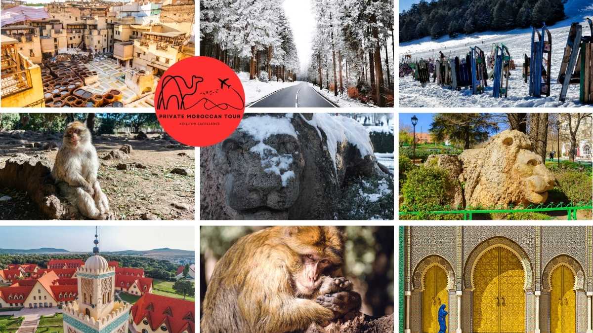 Fes to Cedar Forest excursion  Fes to Ifrane and Cedar Forest tour  Day tour to Ifrane and Cedar Forest  Morocco Atlas Mountains Day trip.