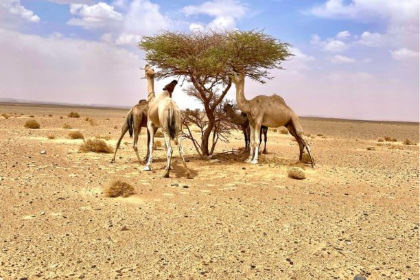 Ruta Marruecos 6 días desde Marrakech a Fez por el Desierto, Excursión de 6 días por Marruecos de Marrakech a Fez pasando por el desierto.